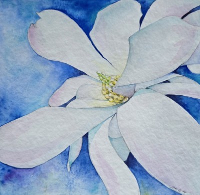 Aquarellbild einer weissen Pfingstrose vor blauem Hintergrund